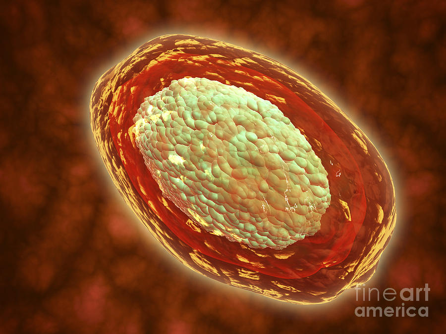 Microscopic View Of Samllpox Digital Art