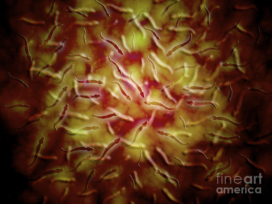 Microscopic View Of Sperm #2 Digital Art by Stocktrek Images