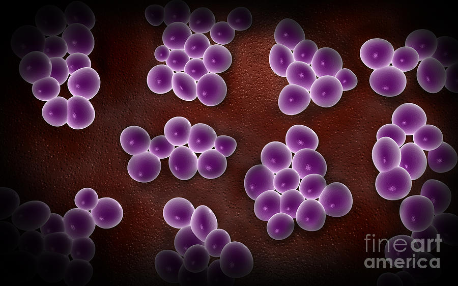 Microscopic View Of Staphylococcus #2 Digital Art by Stocktrek Images
