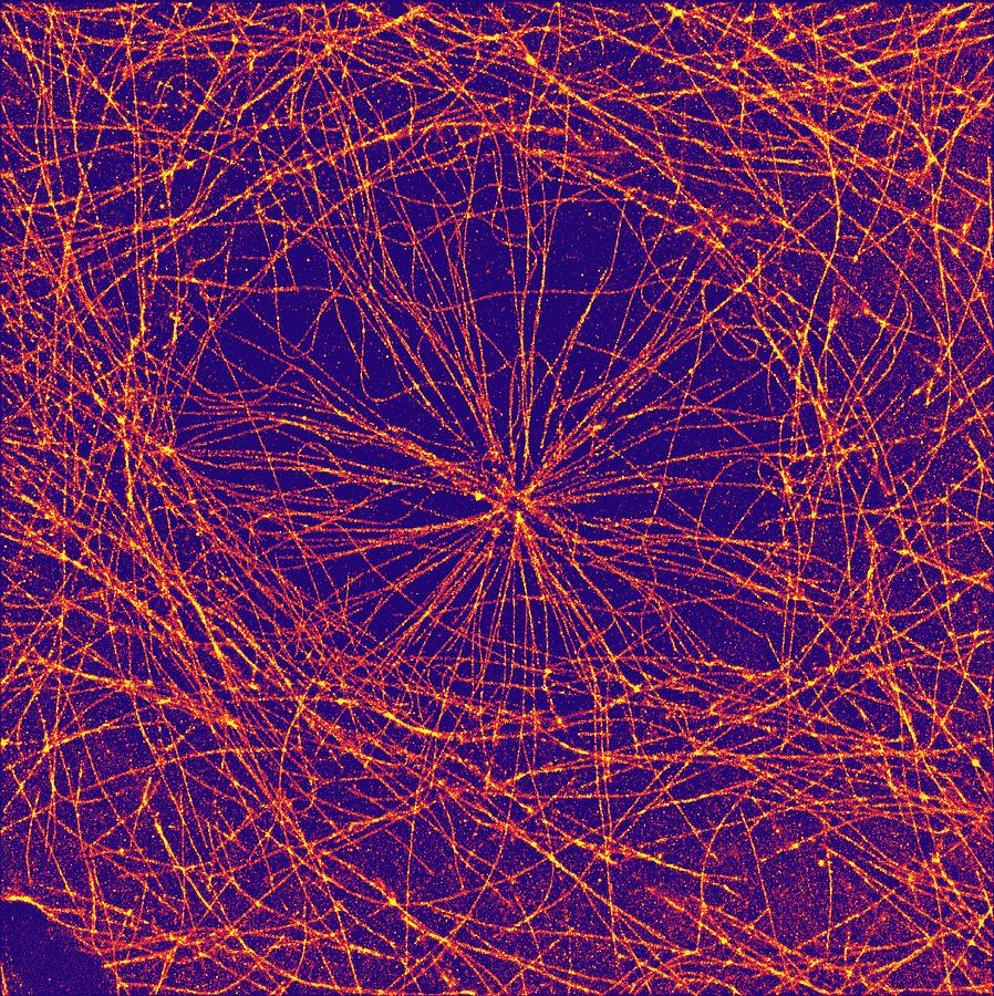 Microtubules #2 Photograph by Ammrf, University Of Sydney