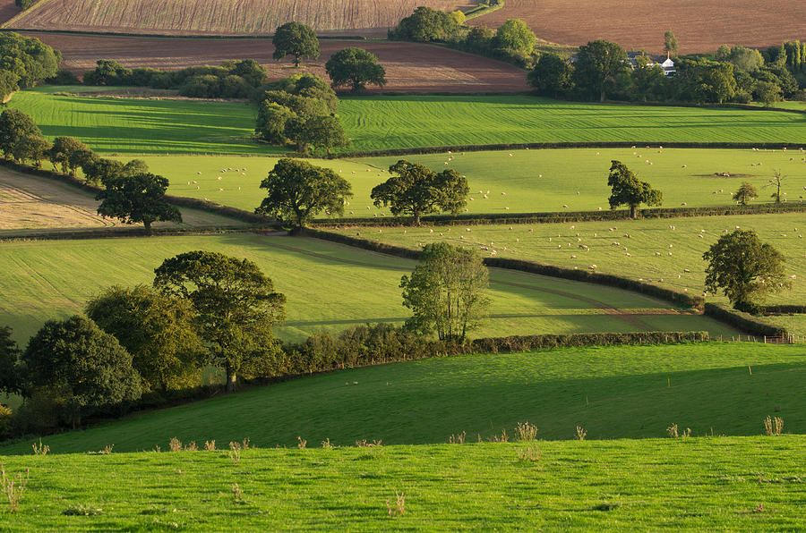 Mid Devon fields #2 Photograph by Pete Hemington