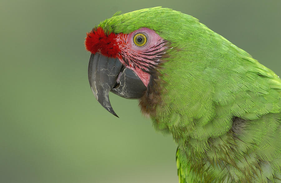 Military Macaw Portrait Amazonian #2 Photograph by Pete Oxford