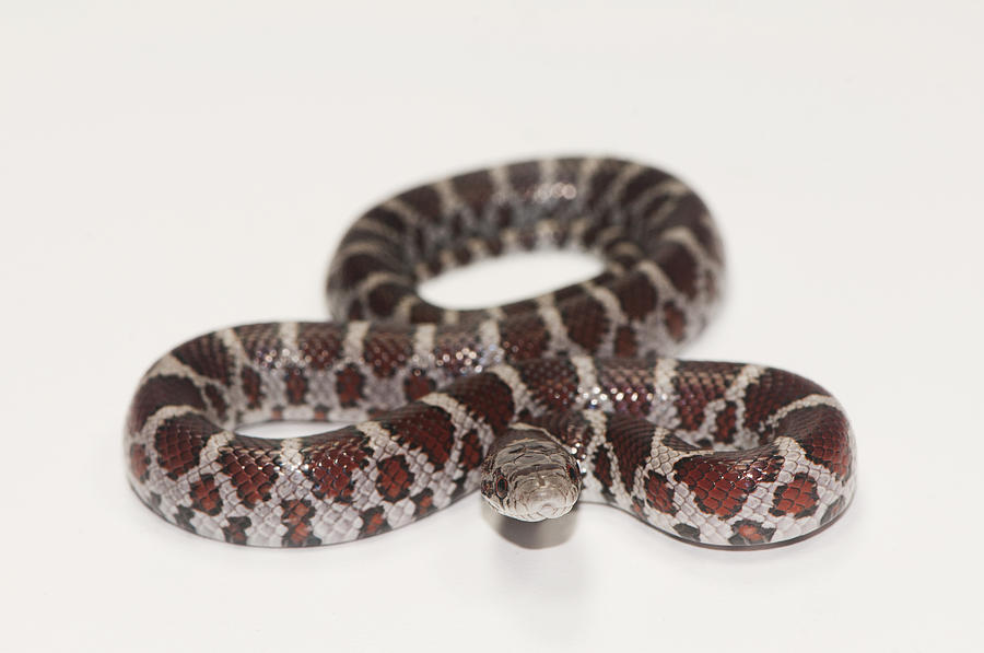 Milk Snake, Lampropeltis Triangulum #2 Photograph by Scott Camazine