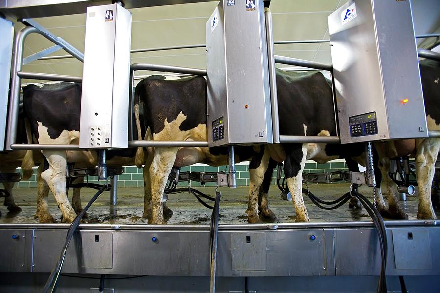 Milking Parlour Photograph by Jim West - Pixels