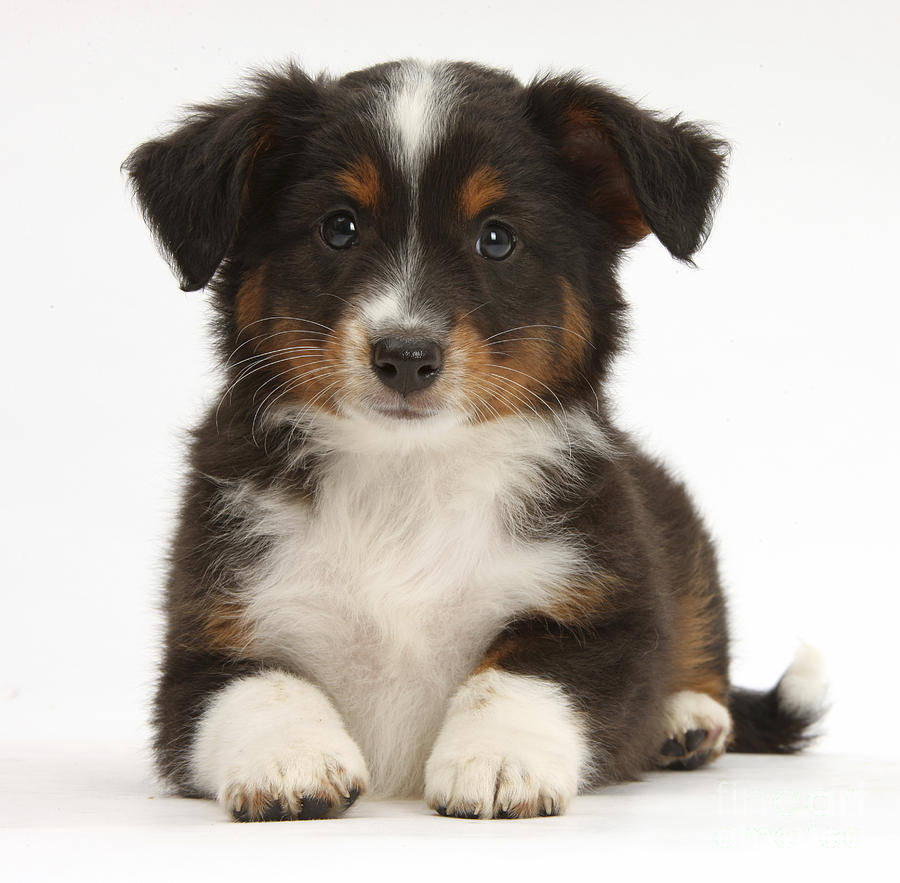 Miniature American Shepherd Puppy Photograph by Mark Taylor