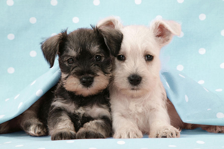 Miniature Schnauzer Puppies #2 Photograph by John Daniels