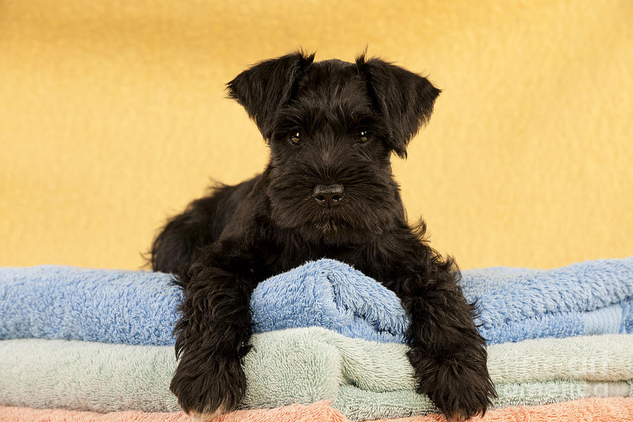 Miniature Schnauzer Puppy Photograph by John Daniels