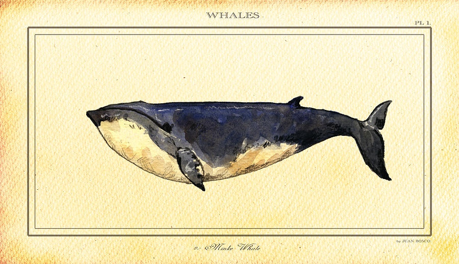 Vintage Painting - Minke whale #2 by Juan  Bosco