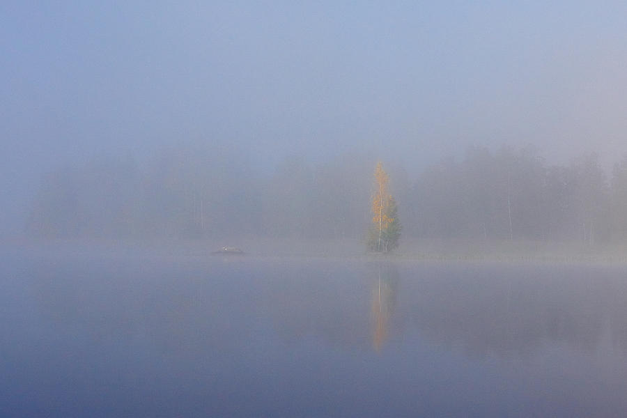 Misty morning on a lake. The yellow birch Photograph by Jouko Lehto