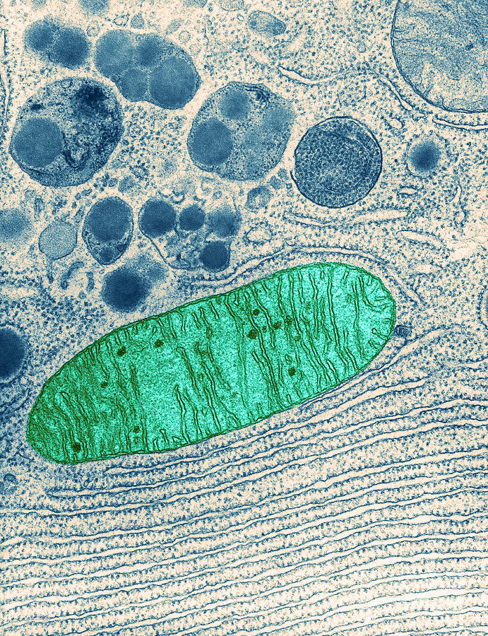 Mitochondrion, Tem Photograph by Keith R Porter