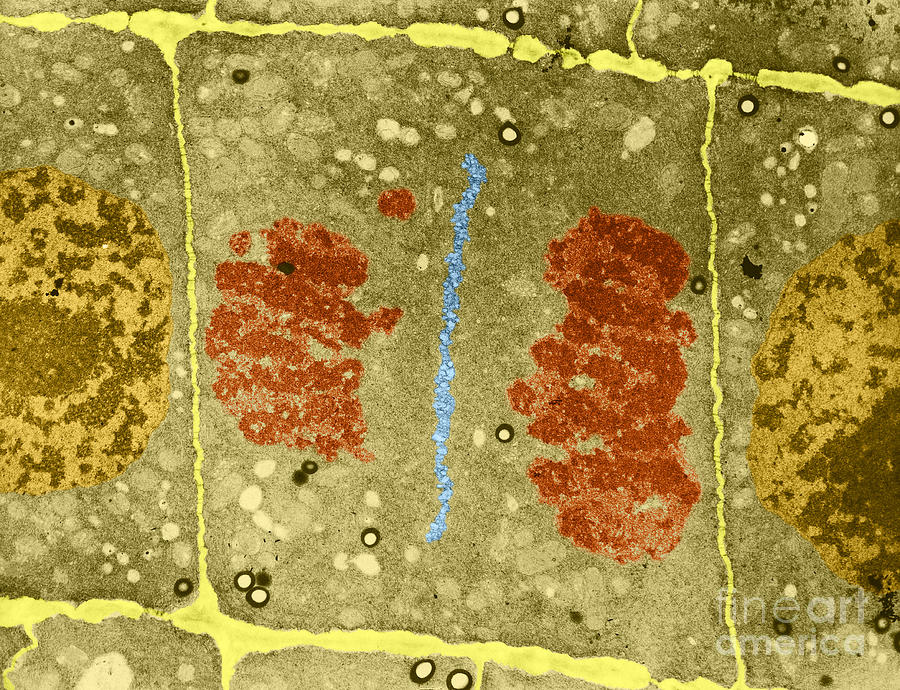 Mitosis In Plant Cell Tem #2 Photograph by David M. Phillips