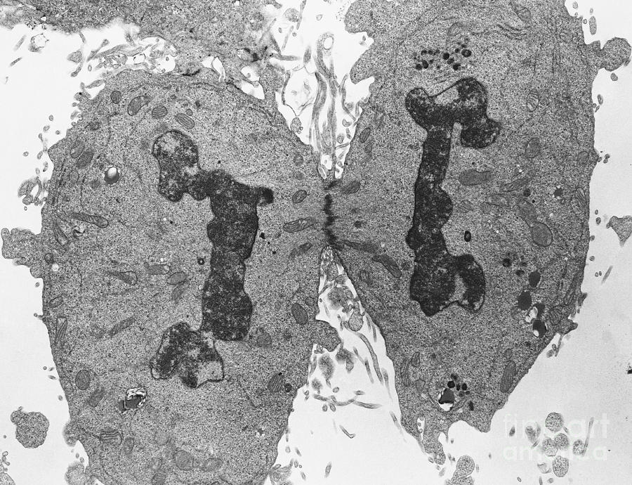 Mitosis, Late Telophase, Tem #2 Photograph by David M. Phillips