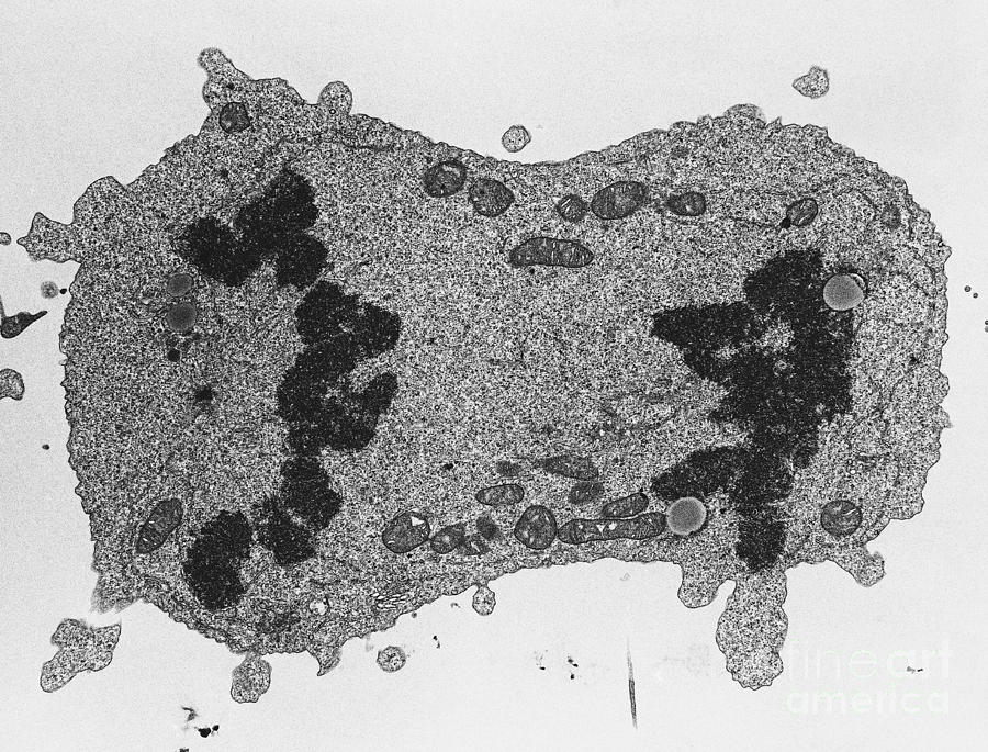 Mitosis, Telophase, Tem #2 Photograph by David M. Phillips