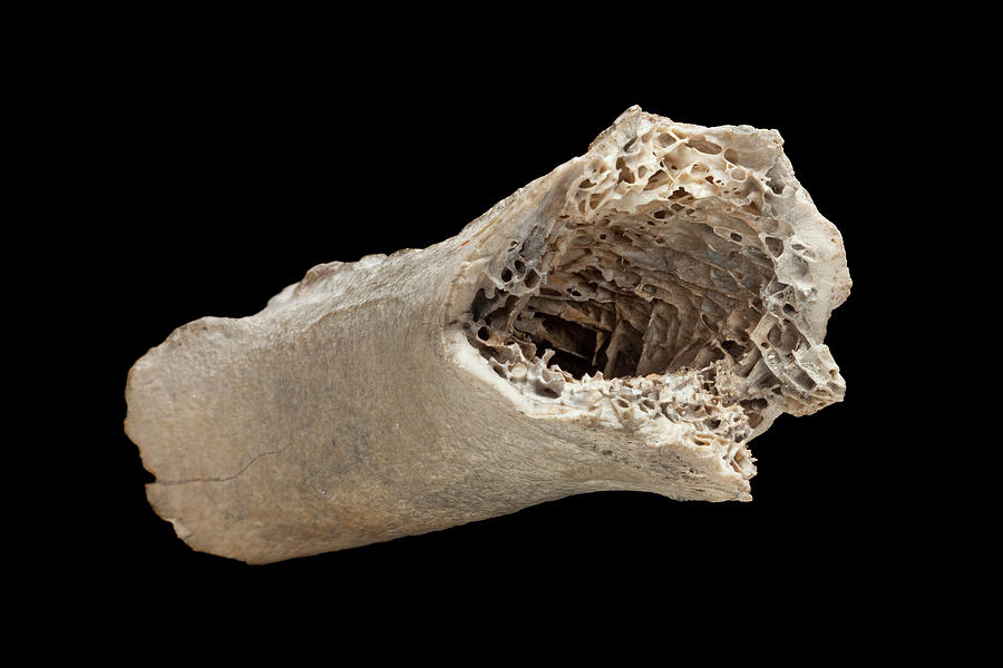 Moa Bone Fragment Photograph by Natural History Museum, London - Pixels