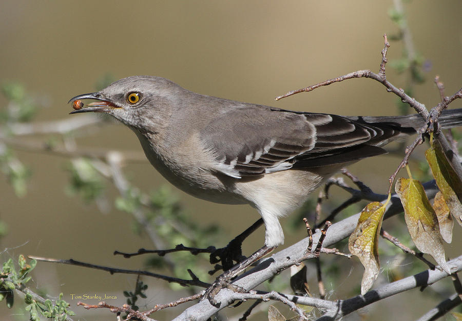 Mocking Bird With Ripe Hackberry #2 Photograph by Tom Janca