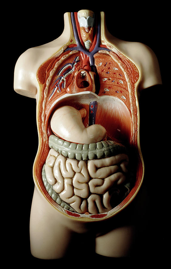 Torso Anatomy Organs : Human Torso Body Model Anatomy Anatomical