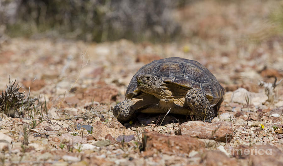 Mojave desert tortoise Photograph by B Christopher - Fine Art America