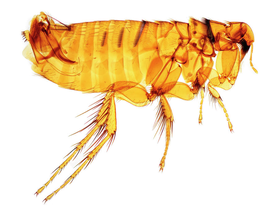 Mole Flea Photograph by Natural History Museum, London/science Photo ...