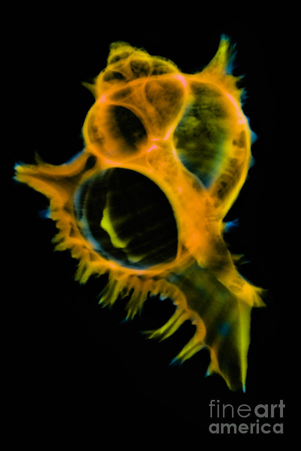 Mollusk Sea Shells  X-ray #2 Photograph by Scott Camazine