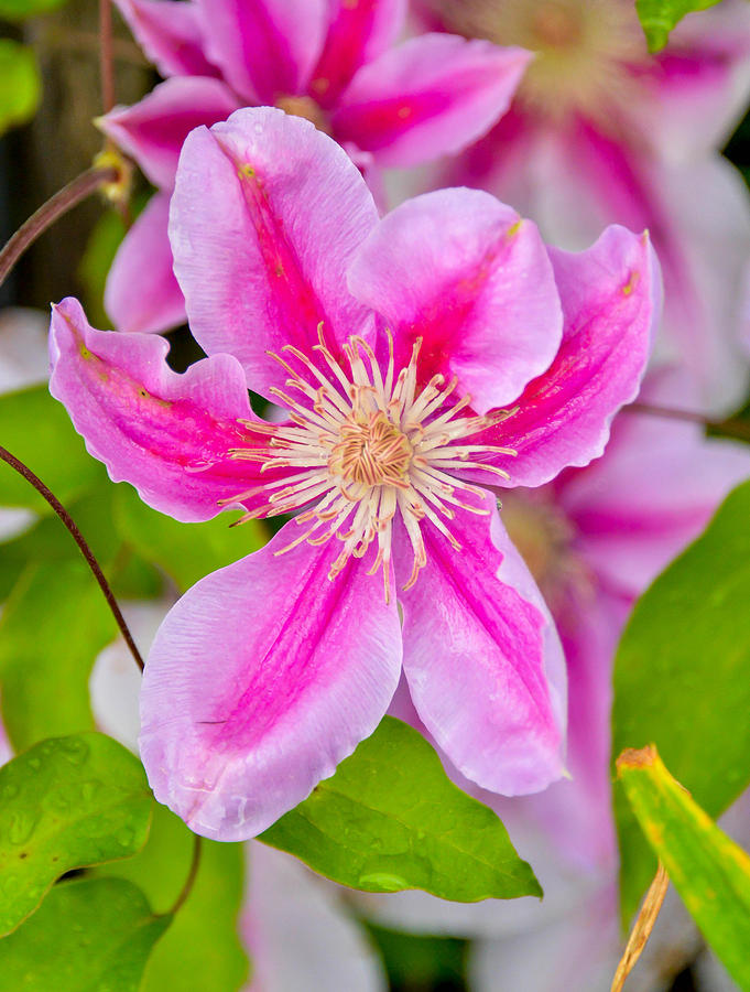 Moms Flowers Photograph by Greg Conway - Fine Art America