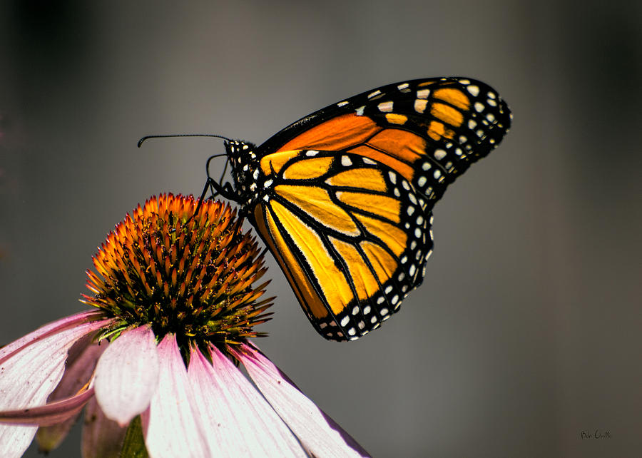 Monarch Butterfly #1 Photograph by Bob Orsillo