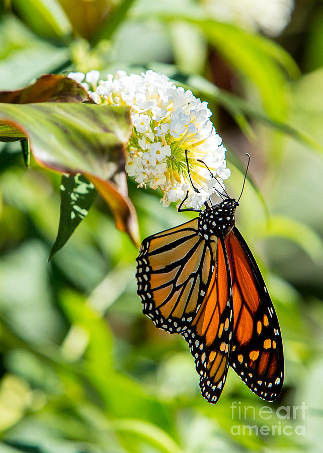 Monarch Butterfly Photograph by Brad Marzolf Photography