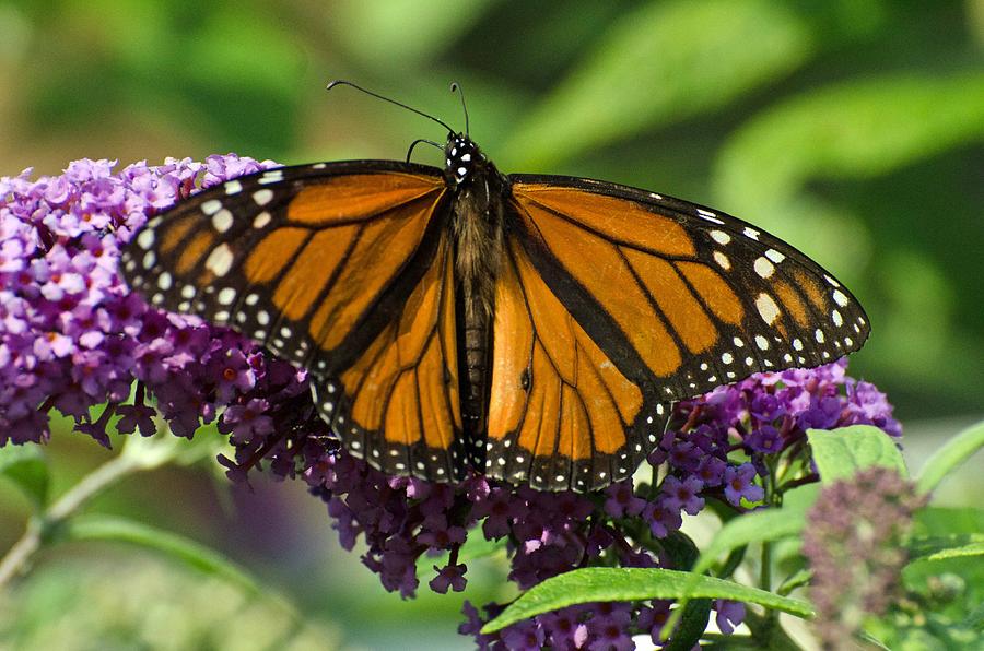 Monarch butterfly Photograph by Cheryl Cencich | Fine Art America