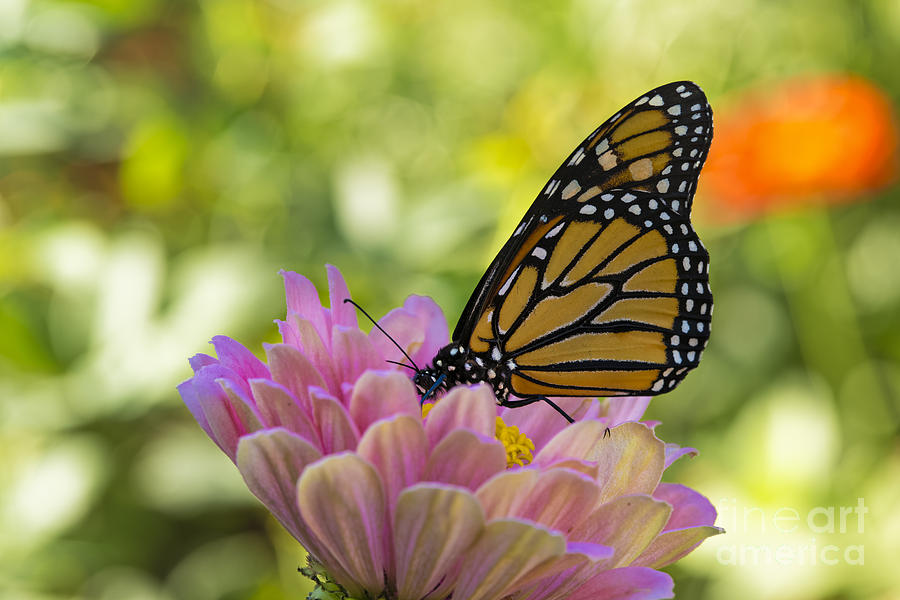 Monarch Butterfly Drinking on a Pink Zinnia #2 Photograph by James L Davidson