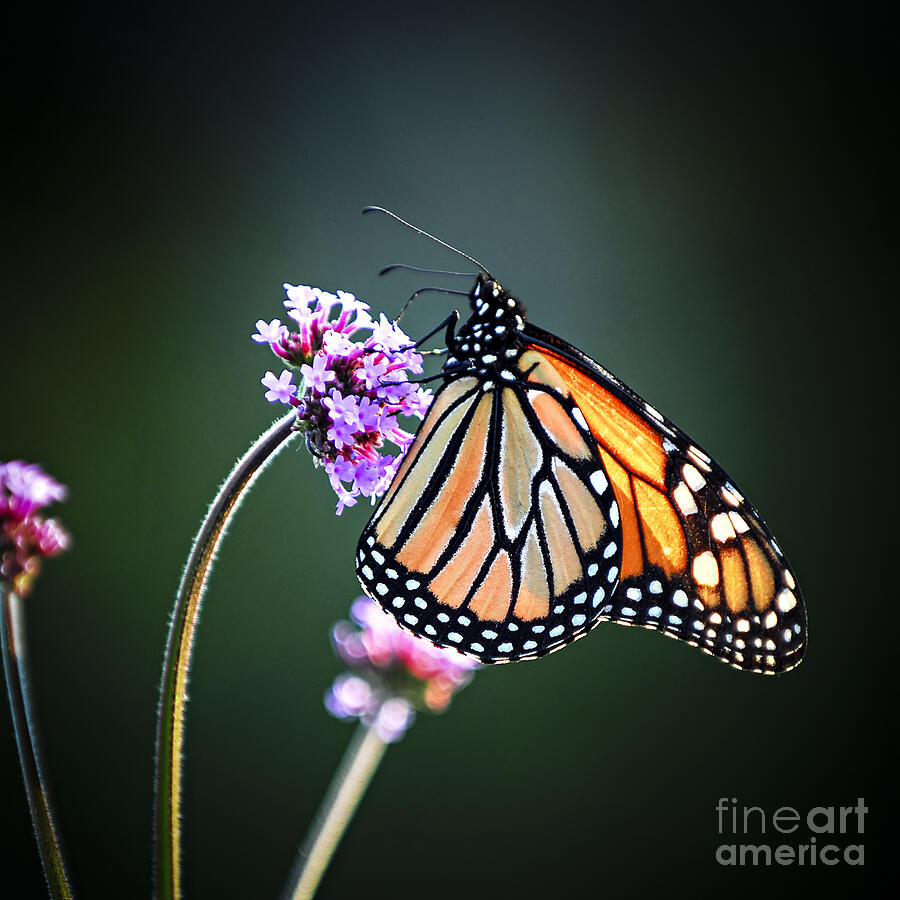 Monarch butterfly 1 Photograph by Elena Elisseeva