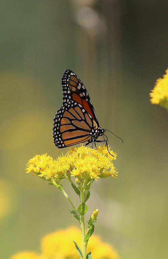 Monarch Butterfly Feeding II #2 Photograph by John Dart