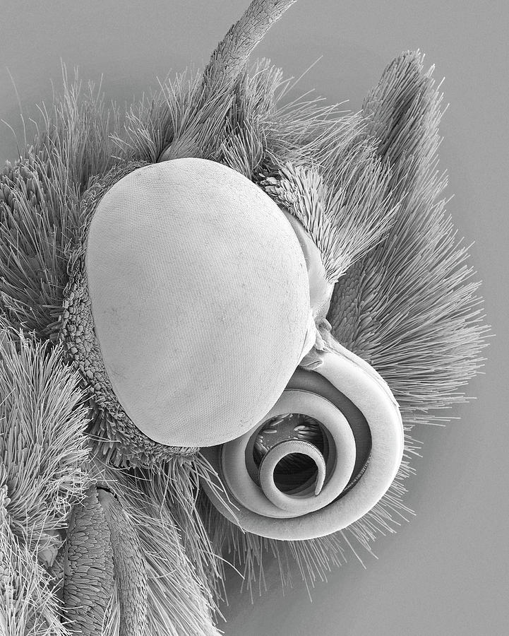 Monarch Butterfly Head #2 Photograph by Dennis Kunkel Microscopy/science Photo Library