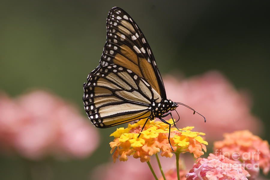 Monarch Butterfly #3 Photograph by Jill Lang