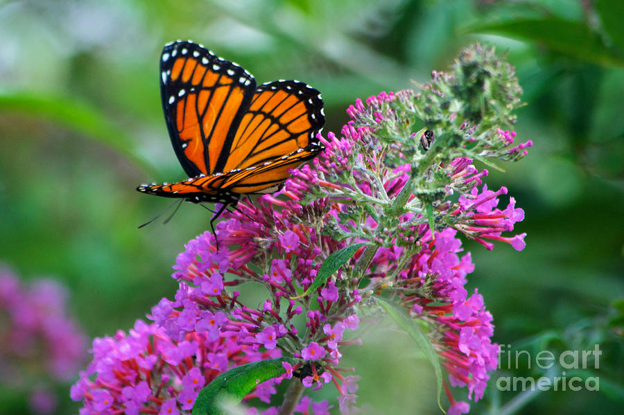 Monarch Butterfly #2 Photograph by Mark Dodd