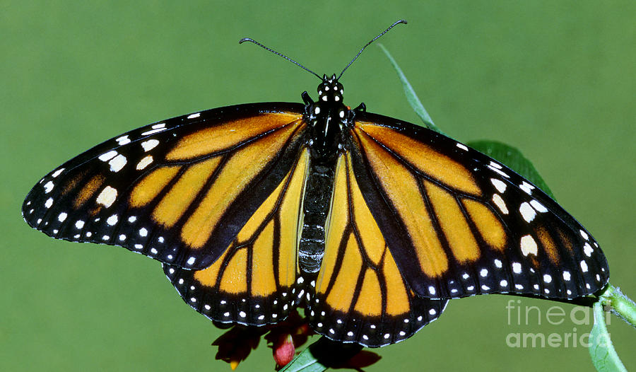 Monarch Butterfly #2 Photograph by Millard H. Sharp