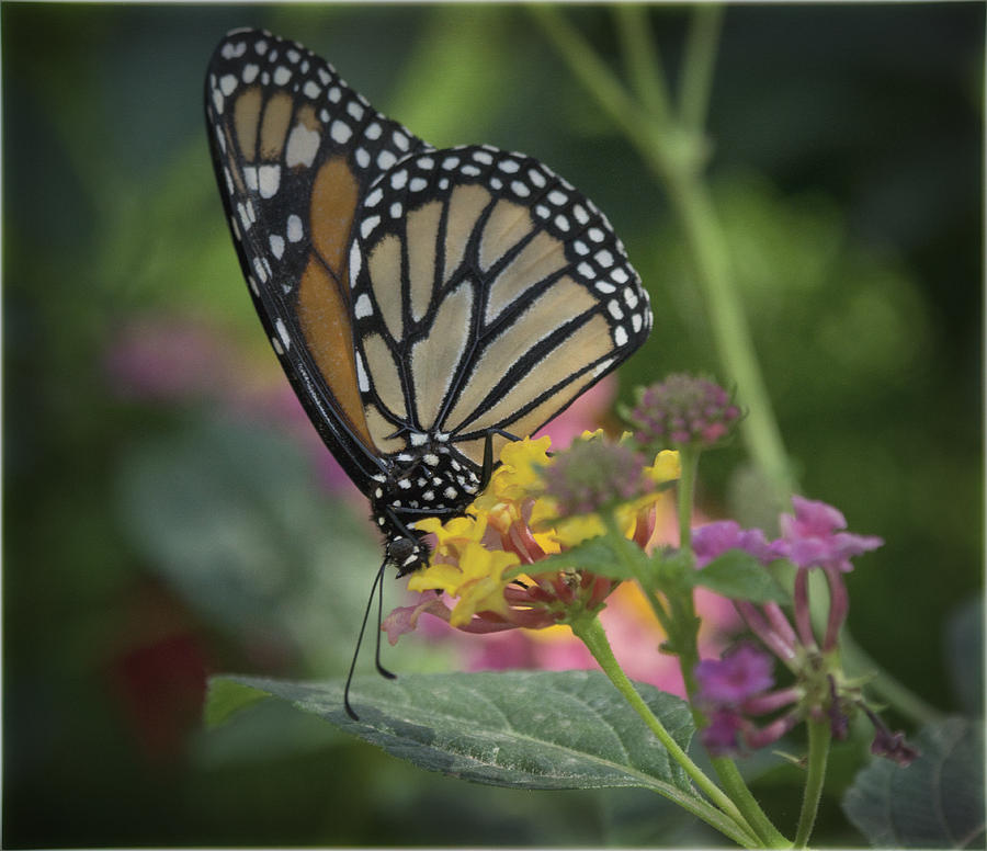Butterfly Photograph - Monarch Butterfly  #2 by Saija Lehtonen