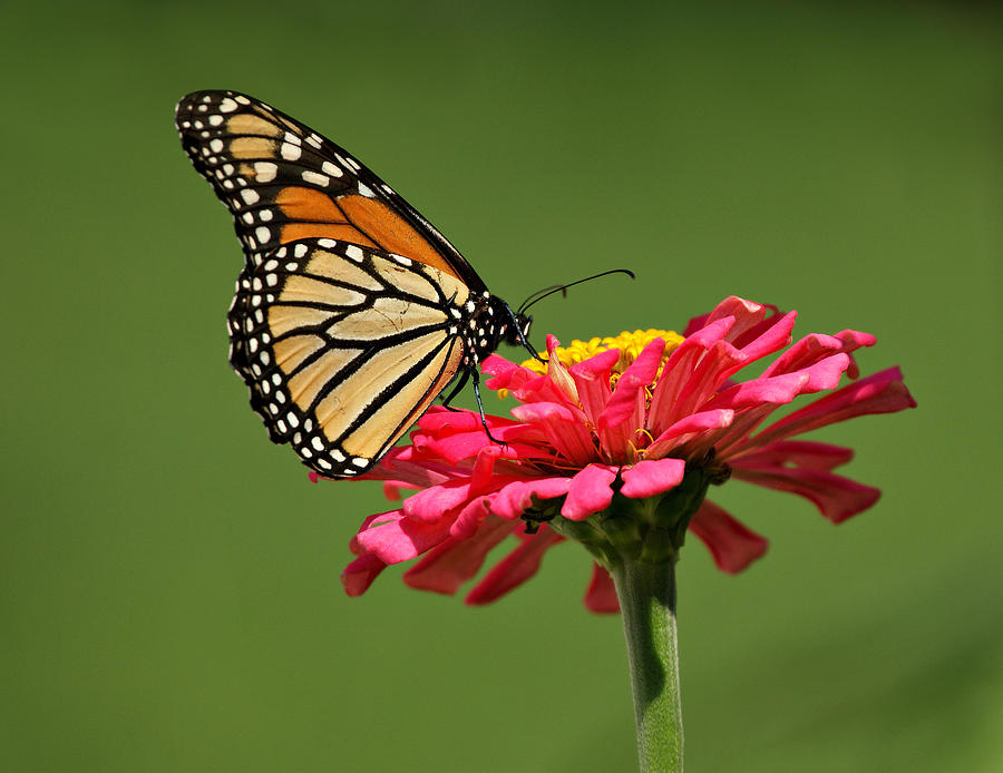 Butterfly Photograph - Monarch Butterfly #2 by Sandy Keeton