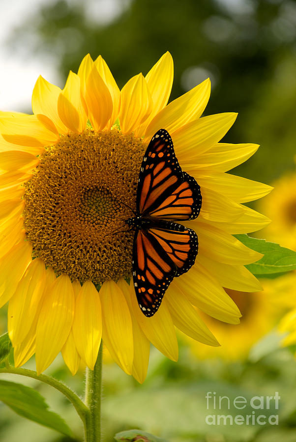 Monarch on a Sunflower #2 Photograph by Mark Dodd