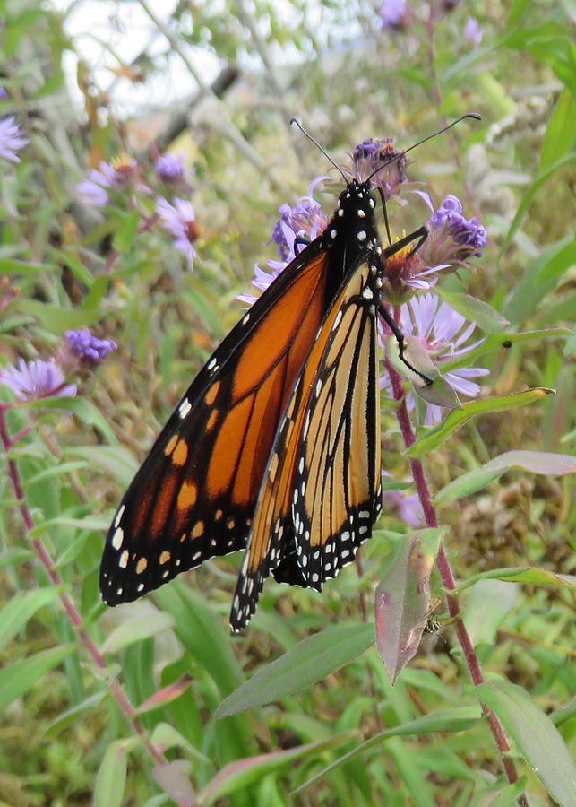 Monarch on Aster #2 Photograph by Lucinda VanVleck
