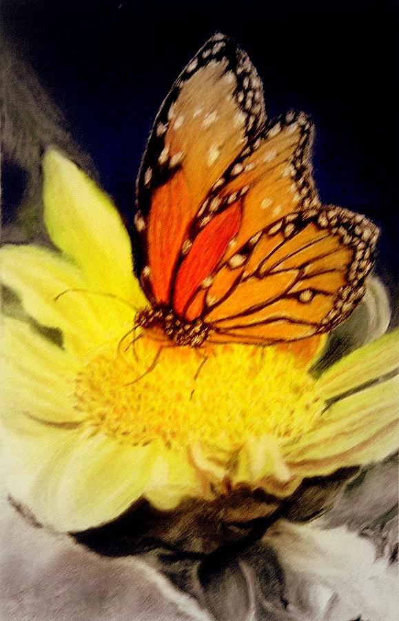 Monarch Resting Sold Pastel Pastel by Antonia Citrino