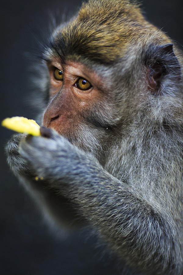 Monkey - Bali #2 Photograph by Matthew Onheiber