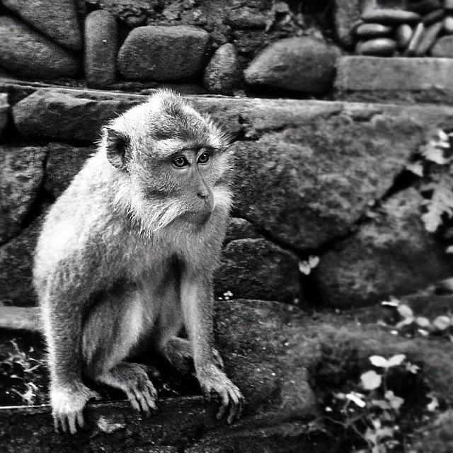 Monkey Photograph - #monkey #forest #ubud #bali #indonesia #2 by Fajar Triwahyudi