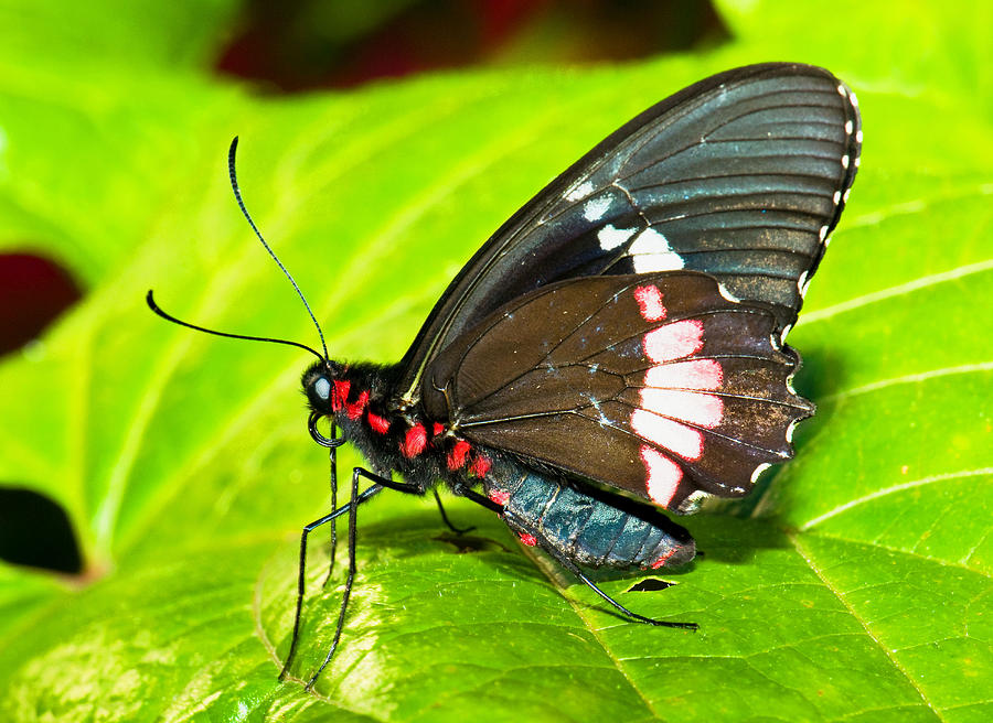 Montezuma Cattleheart Butterfly #2 Photograph by Millard H. Sharp