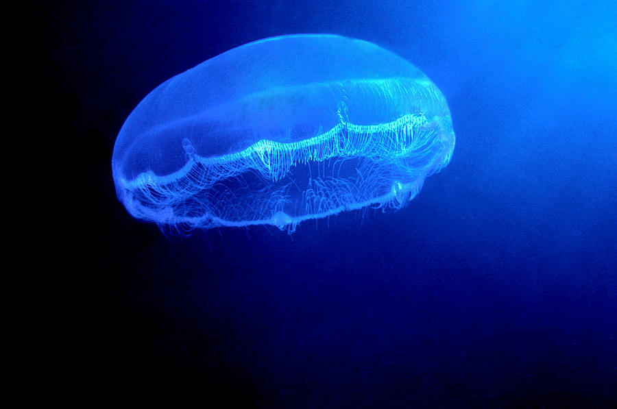 Moon Jelly #2 Photograph by Mary Beth Angelo