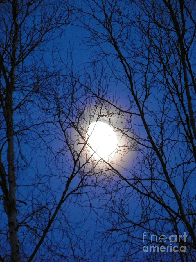 Tree Photograph - Moon #2 by Jennifer Kimberly