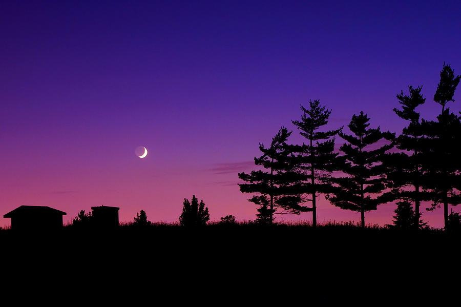 Tree Photograph - Moonset #2 by Cale Best