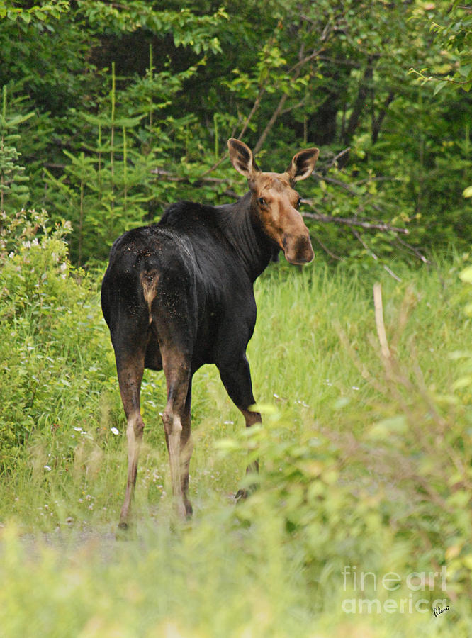 Moose #2 Photograph by Alana Ranney