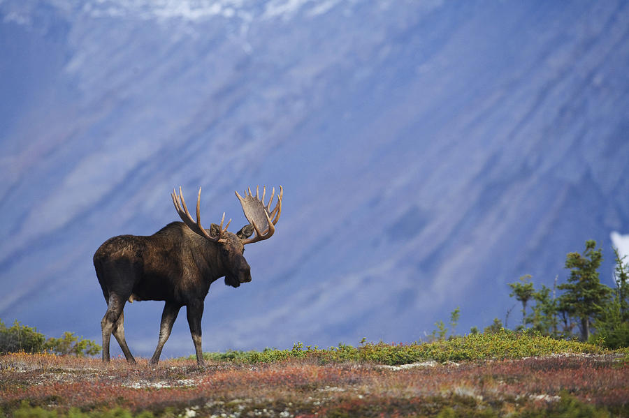 Moose Photograph - Moose Bull Walking On Autumn Tundra #2 by Milo Burcham