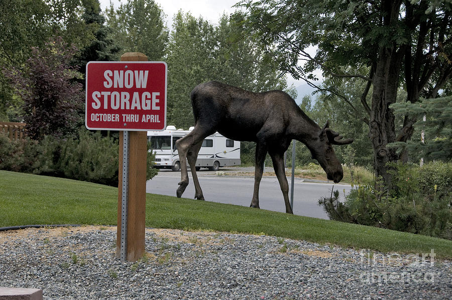 Moose Photograph - Moose In Town #2 by Mark Newman