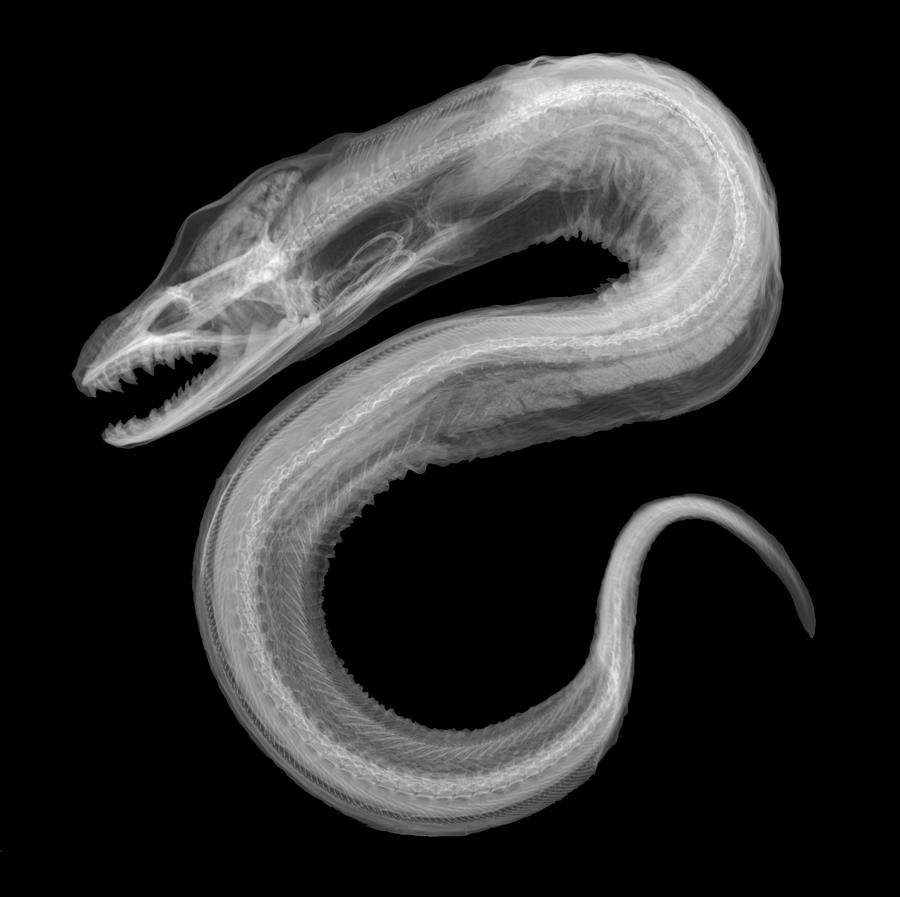 Moray Eel, X-ray Photograph by Ted Kinsman