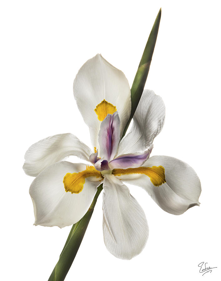 Morea Lily #2 Photograph by Endre Balogh